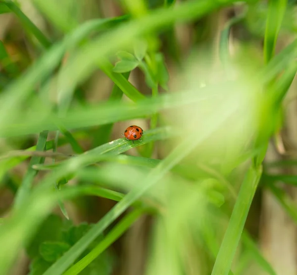 Marienkäfer Auf Grünen Pflanzen Frühlingstag Marienkäfer Aus Nächster Nähe — Stockfoto