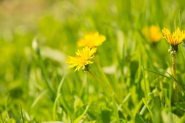 Aproape Floarea Păpădie Galbenă Proaspăt Fundal Primăvară Flori Păpădie — Fotografie, imagine de stoc
