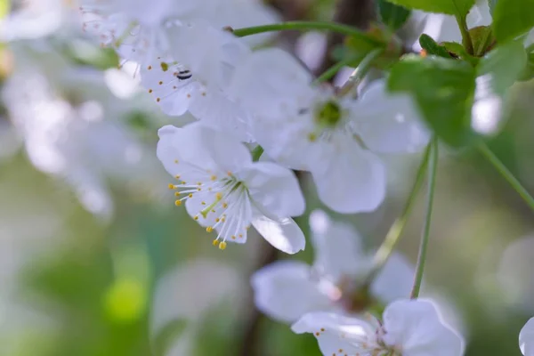 Blühende Zweige Von Kirschbaum Oder Gänsebaum Nahaufnahme Von Blühenden Zweigen — Stockfoto