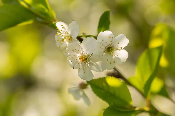 桜の枝を咲かせたり 木を植えたりします ポリッシュ果樹園の開花枝の閉鎖 — ストック写真