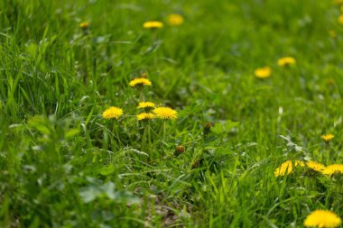 Bahar çayırlarında yetişen sarı karahindibalar. Popüler ilkbahar yabani çiçeği.