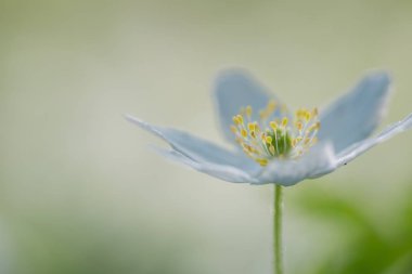 Bahar ormanında açan beyaz bir şakayık. Polonya bahar ormanında ahşap çiçekler.