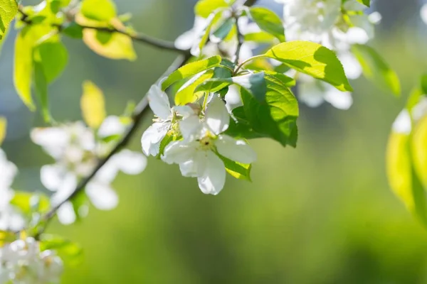 Blutige Äste Von Apfelbäumen Frühling Obstgarten Mit Nahaufnahme Von Apfelbaum — Stockfoto