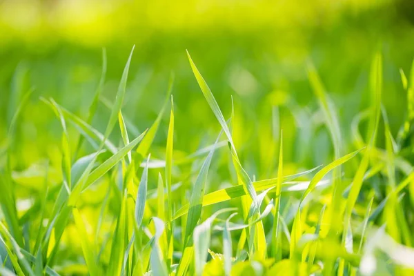 Grünes Frühlingsgras Nahaufnahme Frühling Hintergrund Mit Grünen Blättern Des Grases — Stockfoto