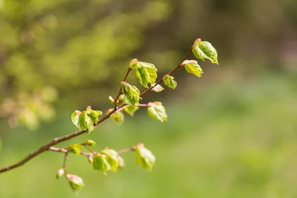 嫩嫩嫩的林登树叶在枝条上 春天长有新叶的林登树枝 — 图库照片