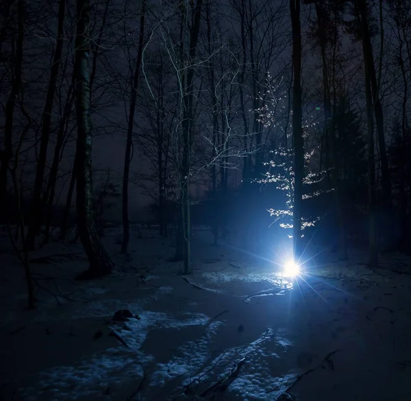 Scary forest landscape. Dark forest at night - horror scene