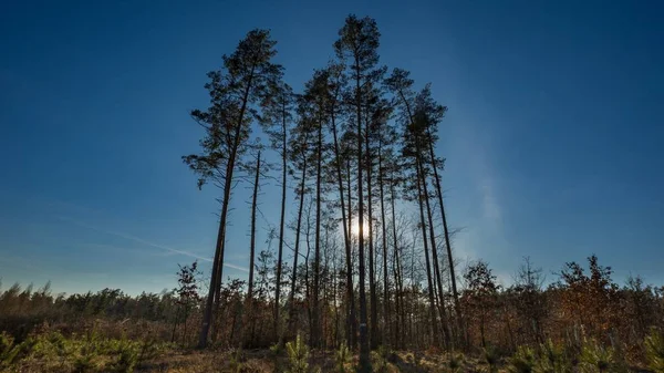 Vroeg Voorjaar Bos Landschap Europees Bos Winter Zonnige Dag — Stockfoto
