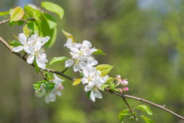Çiçekli elma ağacı dalları. Çiçekli elma ağacından yapılmış bahar bahçesi..