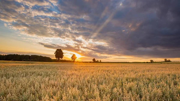 美丽的夏季日落风景与燕麦领域 田园诗般的避暑田 — 图库照片