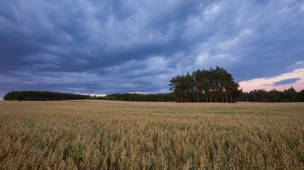 Bellissimo Paesaggio Estivo Tramonto Con Campo Avena Campi Estivi Idilliaci — Foto Stock