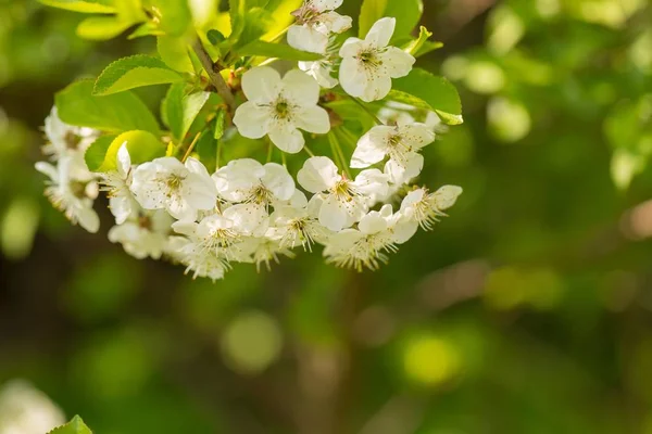 Blooming Branches Cherry Tree Gean Tree Close Flowering Branches Polish — Stock Photo, Image