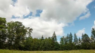 Vahşi orman manzarasında sakin bir akşam. Yüksek kalite 4k görüntü