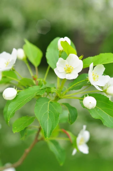 春に花を咲かせてアップル ツリー白 — ストック写真