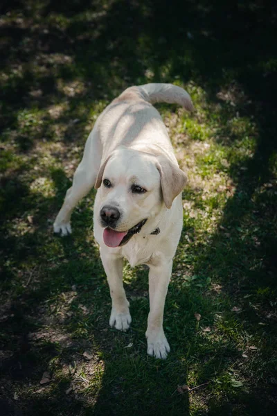 Sorriso e feliz labrador de raça pura retriever cão ao ar livre no parque de grama no dia ensolarado de verão . — Fotografia de Stock