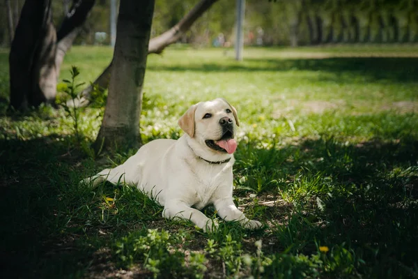 Gülümseme ve güneşli yaz gününde çim parkta açık havada safkan labrador retriever köpek.