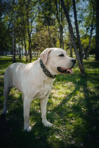 Gülümseme ve güneşli yaz gününde çim parkta açık havada safkan labrador retriever köpek.