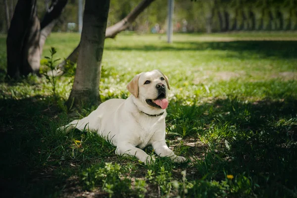 晴れた夏の日に草公園で屋外で笑顔と幸せな純粋なラブラドールレトリバー犬. ロイヤリティフリーのストック写真