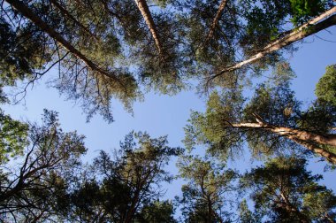 Bir yaz açık gökyüzüne karşı ormanda uzun boylu asırlık çam ağaçlarının alt görünümü