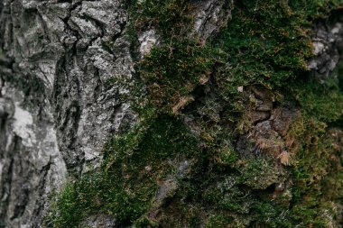 Doku makro eski huş yeşil yosun kaplı