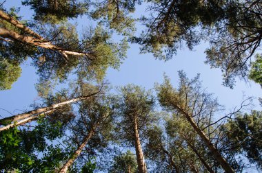 Bir yaz açık gökyüzüne karşı ormanda uzun boylu asırlık çam ağaçlarının alt görünümü