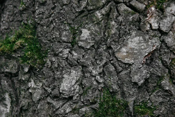 Texture makró régi nyír borított zöld moha — Stock Fotó