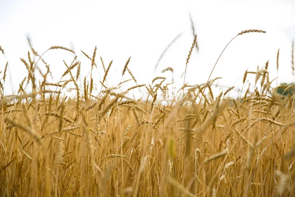 小麦畑にたくさんの金色の小金 ロイヤリティフリーのストック画像