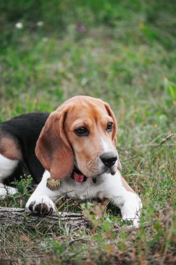 Mutlu köpek yavrusu yeşil çimlerde eğleniyor