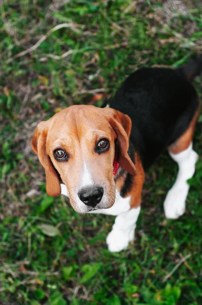 Glücklicher Welpe Beagle Hund Hat Spaß Grünen Wiesengras — Stockfoto