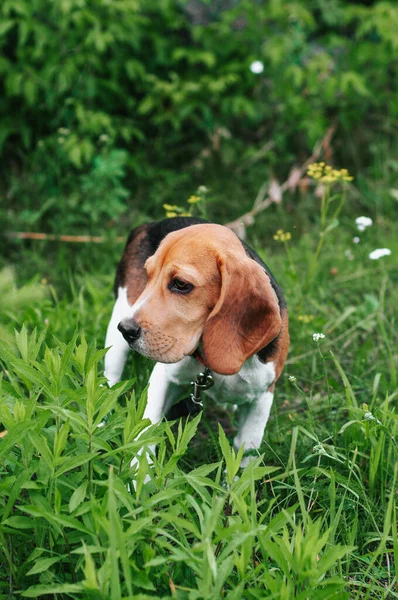 Glücklicher Welpe Beagle Hund Hat Spaß Grünen Wiesengras — Stockfoto