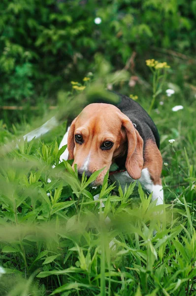 Glücklicher Welpe Beagle Hund Hat Spaß Grünen Wiesengras — Stockfoto