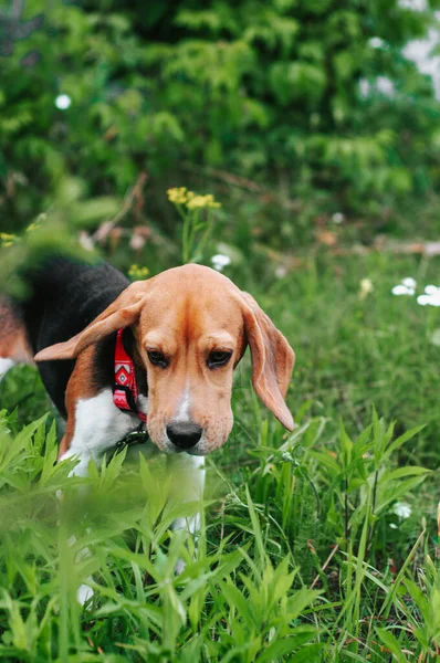 Glücklicher Welpe Beagle Hund Hat Spaß Grünen Wiesengras — Stockfoto