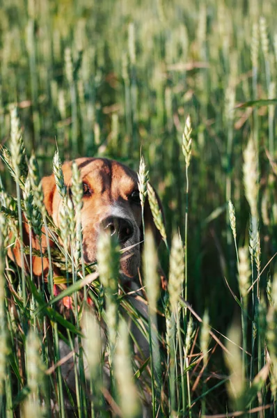 Happy puppy beagle dog having fun in green field grass