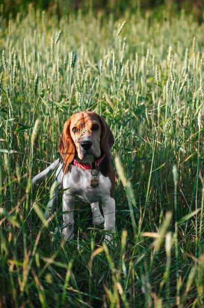 Happy puppy beagle dog having fun in green field grass