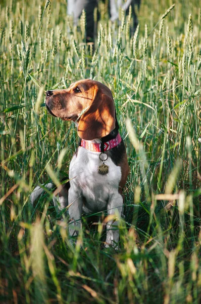 Feliz Cachorro Beagle Perro Divertirse Verde Hierba Campo — Foto de Stock