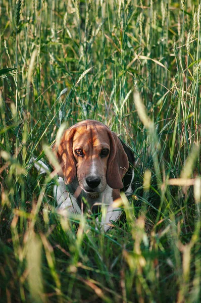 Happy puppy beagle dog having fun in green field grass