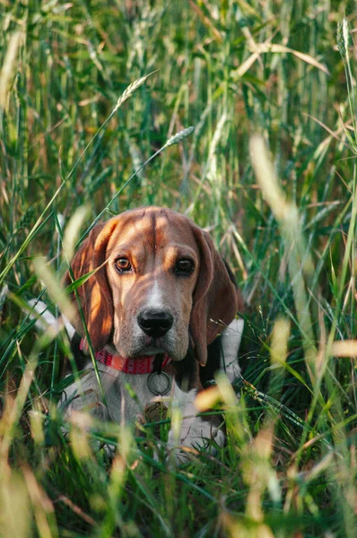 Happy puppy beagle dog having fun in green field grass