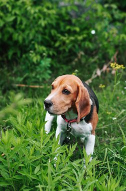 Mutlu av köpeği yeşil çimlerde eğleniyor