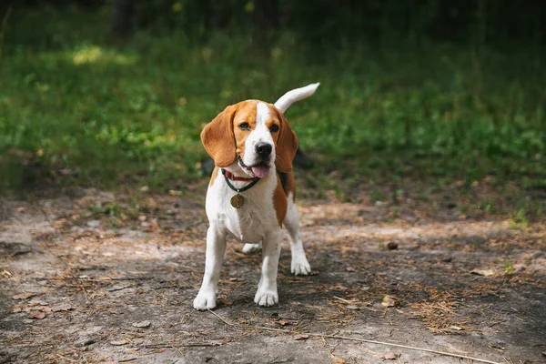 Beagle Hundewelpe Spaziert Einem Sommerabend Bei Sonnenuntergang Fröhlich Durch Den — Stockfoto