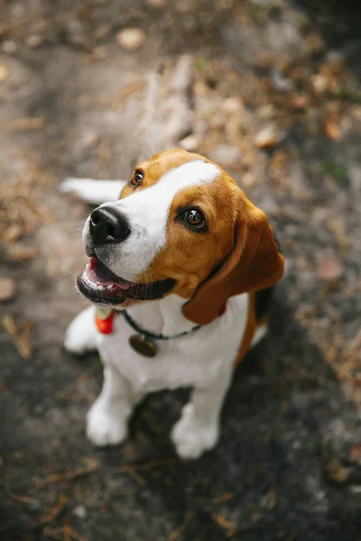 Beagle dog puppy walks cheerful and happy through the forest on a summer evening at sunset