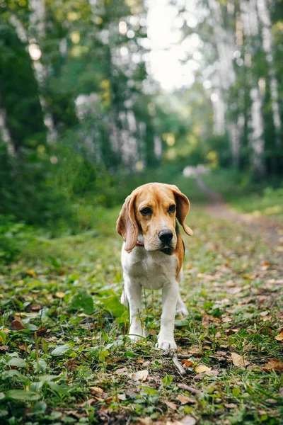 Beagle Hundewelpe Spaziert Einem Sommerabend Bei Sonnenuntergang Fröhlich Durch Den — Stockfoto