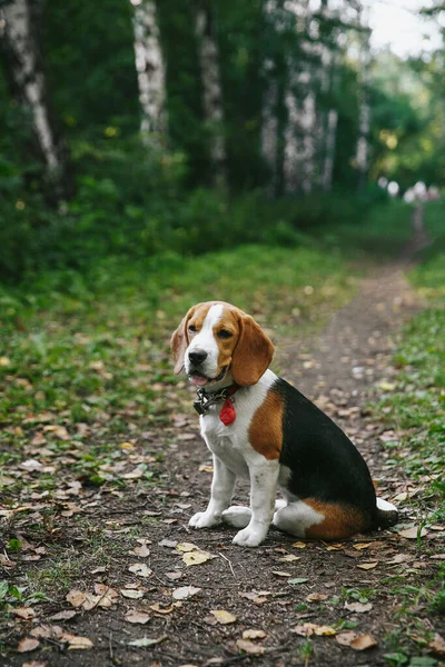 Beagle Hundewelpe Spaziert Einem Sommerabend Bei Sonnenuntergang Fröhlich Durch Den — Stockfoto