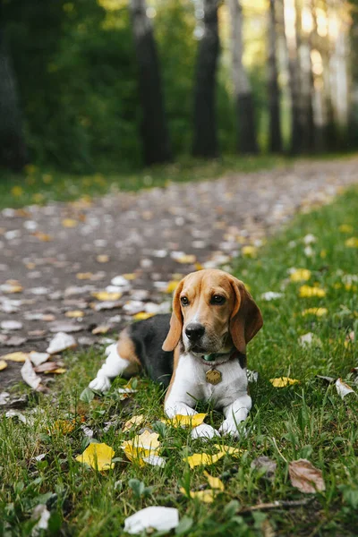 Av köpeği köpek yavrusu bir yaz akşamı gün batımında neşeli ve mutlu bir şekilde ormanda yürür.