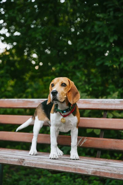 Beagle dog puppy sitting on a park bench cheerful and happy on a summer evening at sunset