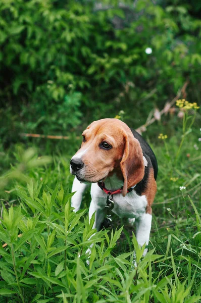Glücklicher Beagle Hund Hat Spaß Auf Grünem Gras — Stockfoto
