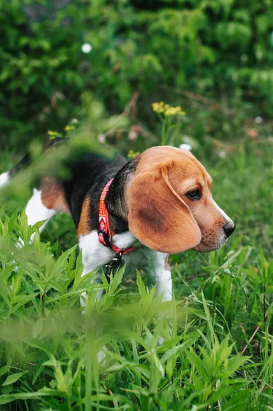 Glücklicher Beagle Hund Hat Spaß Auf Grünem Gras — Stockfoto