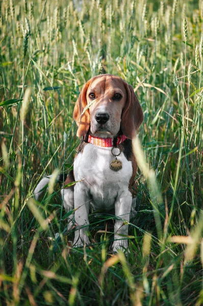 Happy puppy beagle dog having fun in green field grass