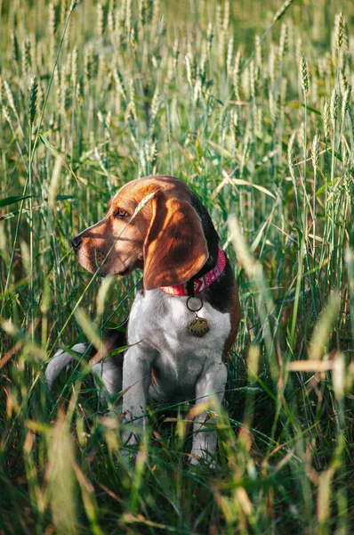 Happy puppy beagle dog having fun in green field grass