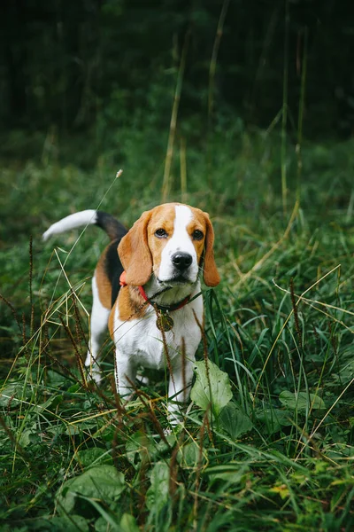 Cachorro Cão Beagle Caminha Alegre Feliz Através Floresta Uma Noite Fotos De Bancos De Imagens