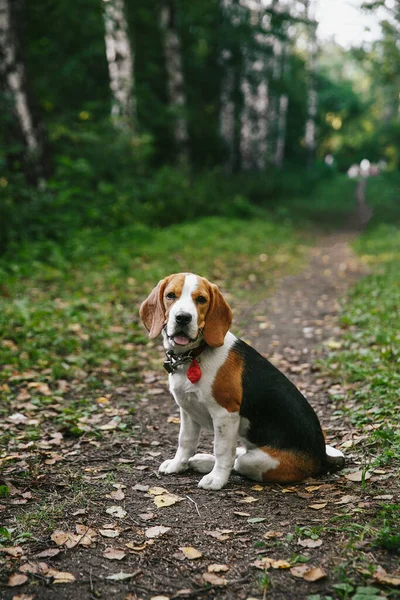 Beagle Hundewelpe Spaziert Einem Sommerabend Bei Sonnenuntergang Fröhlich Durch Den — Stockfoto