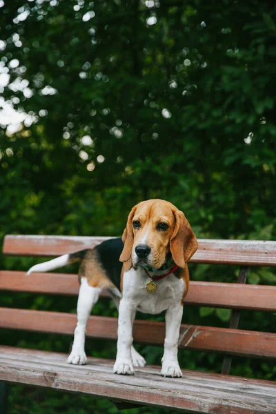 Beagle Hundewelpe Sitzt Fröhlich Und Glücklich Auf Einer Parkbank Einem — Stockfoto